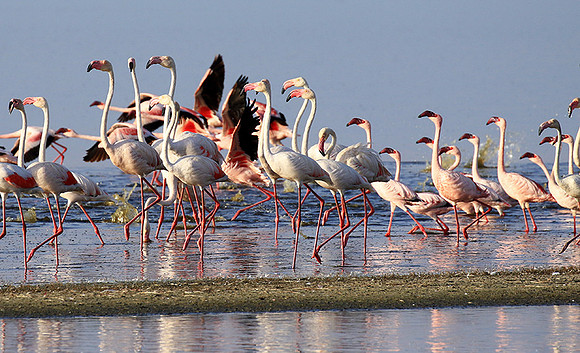 Flamingos - lake burunge