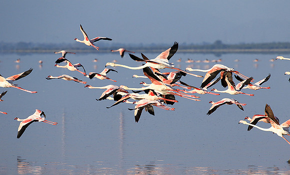 Flamingos - lake burunge