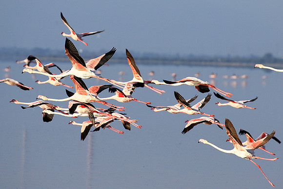 Flamingos - lake burunge