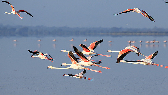 Flamingos - lake burunge