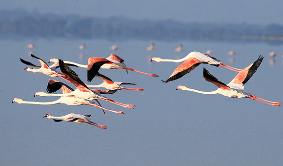 Flamingos - lake burunge