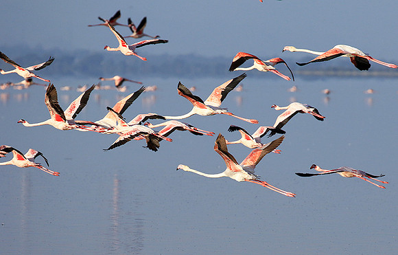 Flamingos - lake burunge