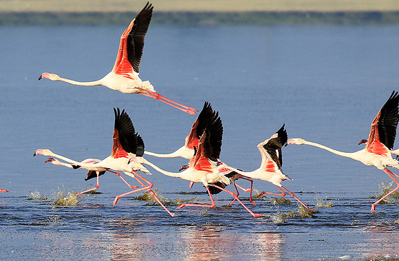 Flamingos - lake burunge