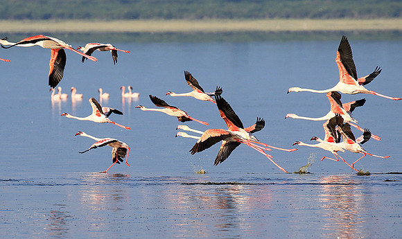 Flamingos - lake burunge
