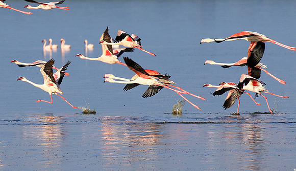 Flamingos - lake burunge