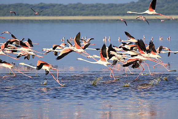Flamingos - lake burunge