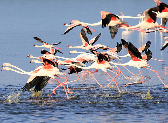 Flamingos - lake burunge
