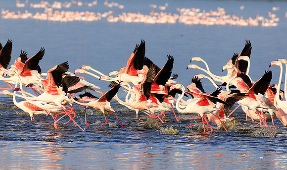 Flamingos - lake burunge
