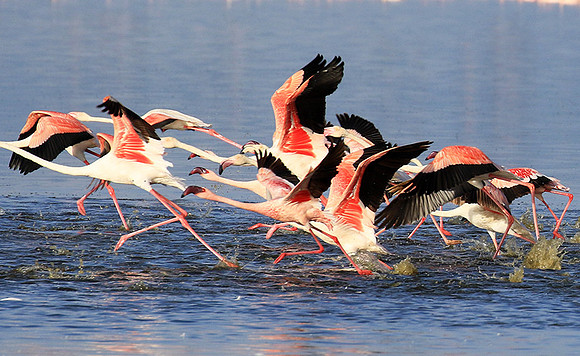 Flamingos - lake burunge