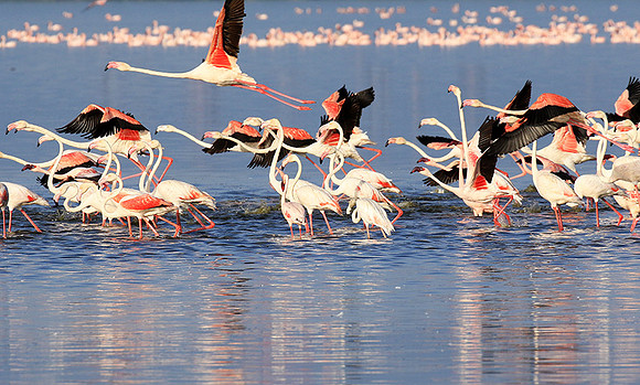 Flamingos - lake burunge