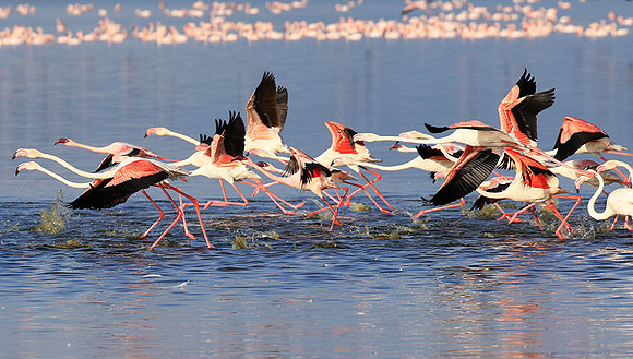 Flamingos - lake burunge