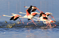 Flamingos - lake burunge