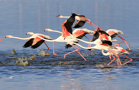 Flamingos - lake burunge