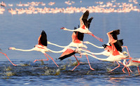 Flamingos - lake burunge