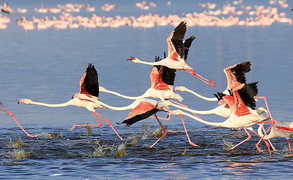 Flamingos - lake burunge