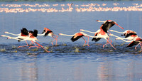 Flamingos - lake burunge