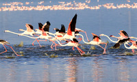 Flamingos - lake burunge