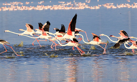 Flamingos - lake burunge