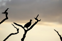 Grey-breasted spurfowl - Mwiba