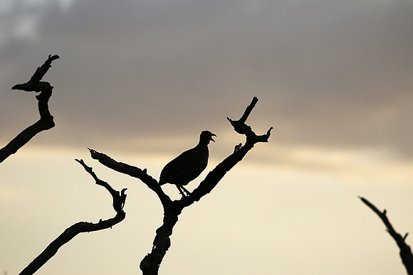 Grey-breasted spurfowl - Mwiba