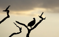 Grey-breasted spurfowl - Mwiba