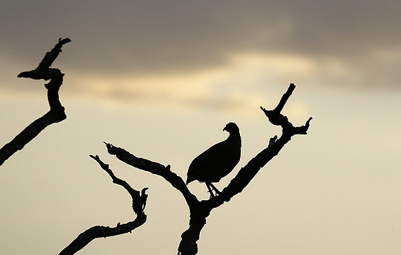 Grey-breasted spurfowl - Mwiba