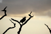 Grey-breasted spurfowl - Mwiba