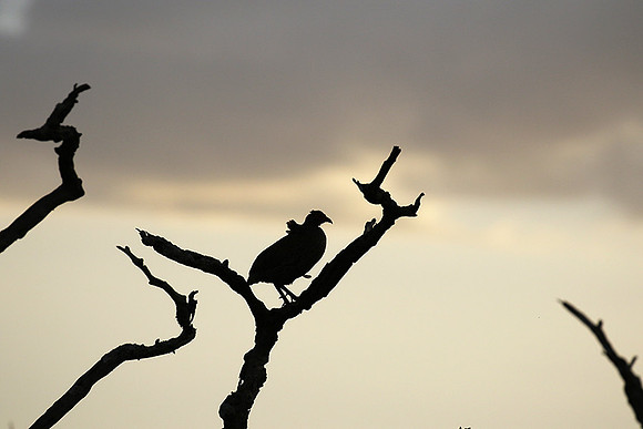 Grey-breasted spurfowl - Mwiba