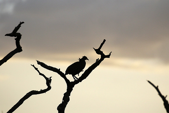 Grey-breasted spurfowl - Mwiba