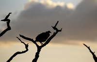 Grey-breasted spurfowl - Mwiba