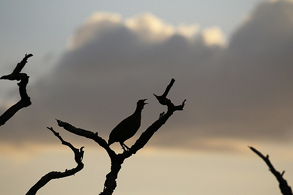 Grey-breasted spurfowl - Mwiba