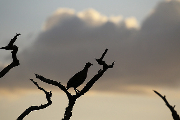 Grey-breasted spurfowl - Mwiba