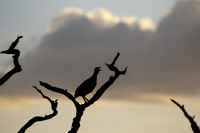 Grey-breasted spurfowl - Mwiba