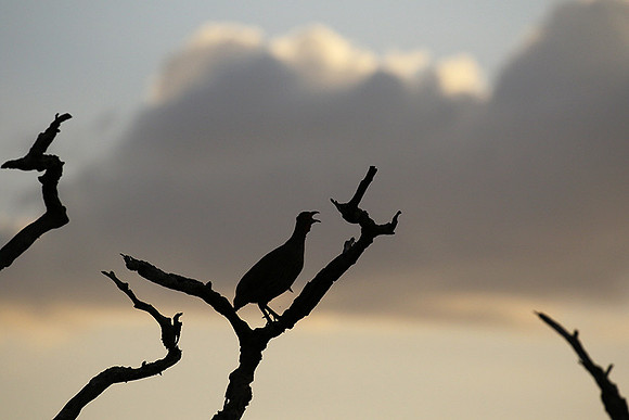 Grey-breasted spurfowl - Mwiba
