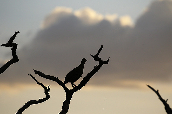 Grey-breasted spurfowl - Mwiba