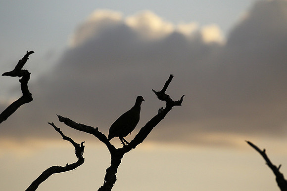 Grey-breasted spurfowl - Mwiba