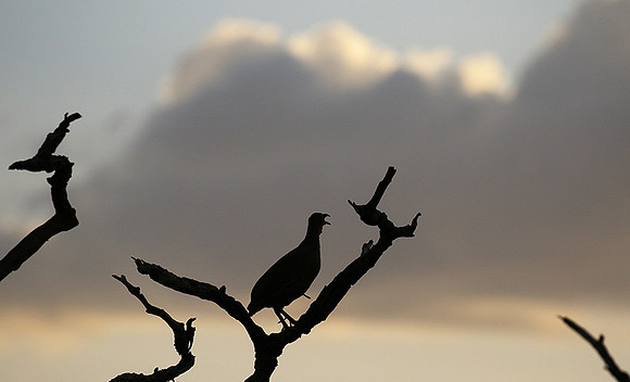 Grey-breasted spurfowl - Mwiba