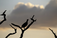 Grey-breasted spurfowl - Mwiba