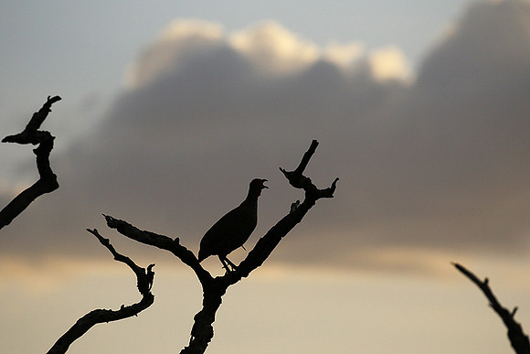 Grey-breasted spurfowl - Mwiba