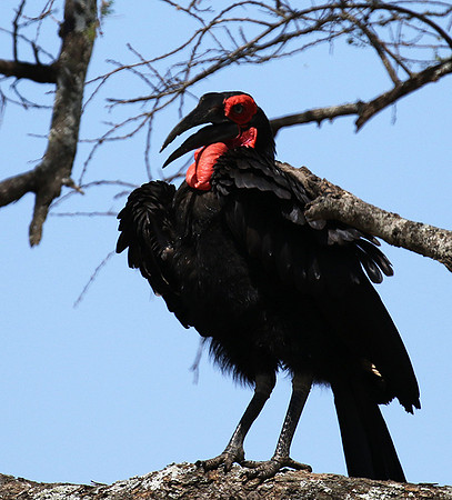 Ground hornbill - Tarangire