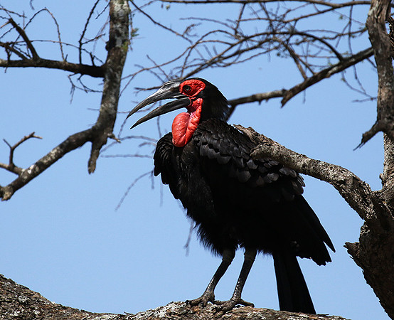 Ground hornbill - Tarangire
