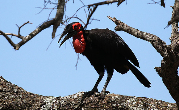 Ground hornbill - Tarangire