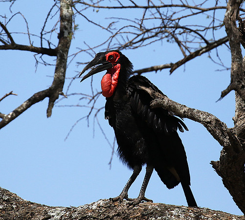 Ground hornbill - Tarangire
