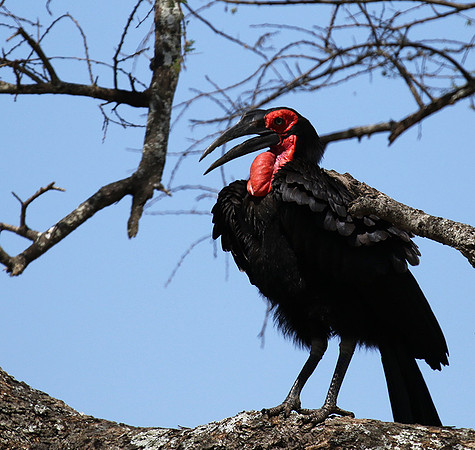 Ground hornbill - Tarangire
