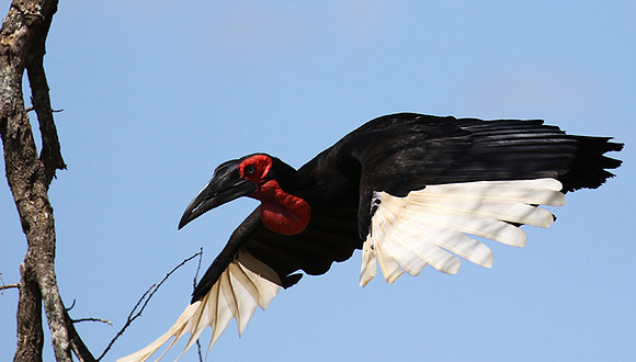 Ground hornbill - Tarangire