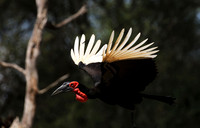 Hornbills