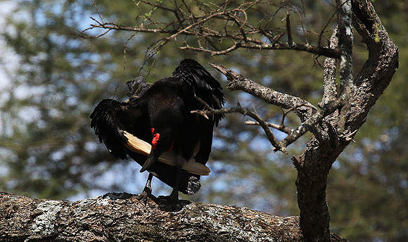 Ground hornbill - Tarangire