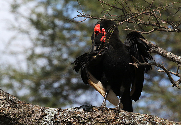 Ground hornbill - Tarangire