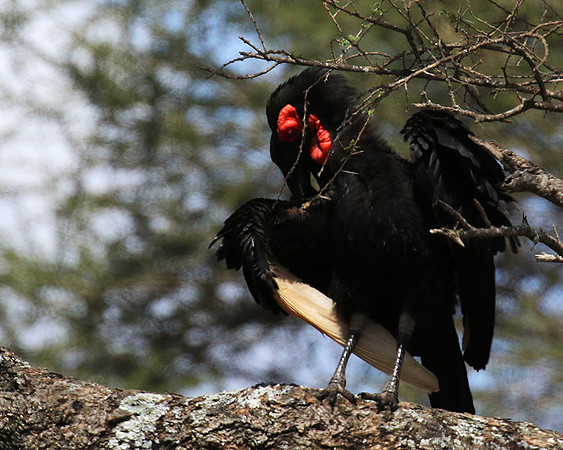 Ground hornbill - Tarangire