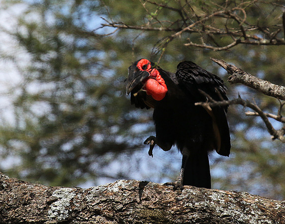 Ground hornbill - Tarangire